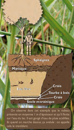 Le radeau de sphaignes
